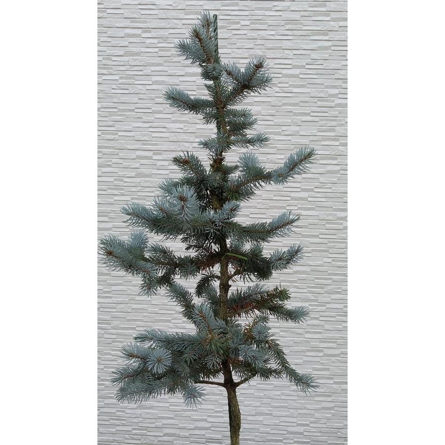 【新商品】 【植木屋 逸木-いちぼく-】お庭や玄関先のシンボルツリーに最適です！ 青いクリスマスツリー『コロラドトウヒ・ホプシー』No.21067 【EI6461689493】(22620円)