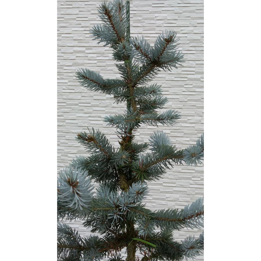 【新商品】 【植木屋 逸木-いちぼく-】お庭や玄関先のシンボルツリーに最適です！ 青いクリスマスツリー『コロラドトウヒ・ホプシー』No.21067 【EI6461689493】(22620円)
