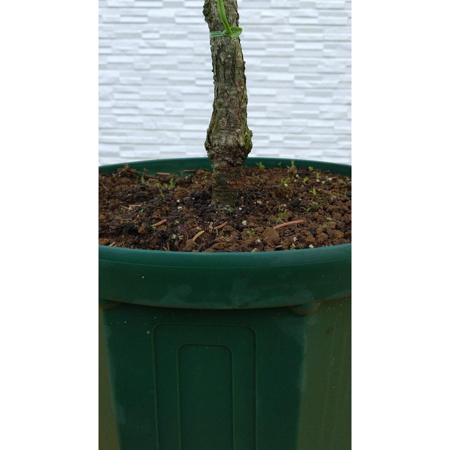 【新商品】 【植木屋 逸木-いちぼく-】お庭や玄関先のシンボルツリーに最適です！ 青いクリスマスツリー『コロラドトウヒ・ホプシー』No.21067 【EI6461689493】(22620円)