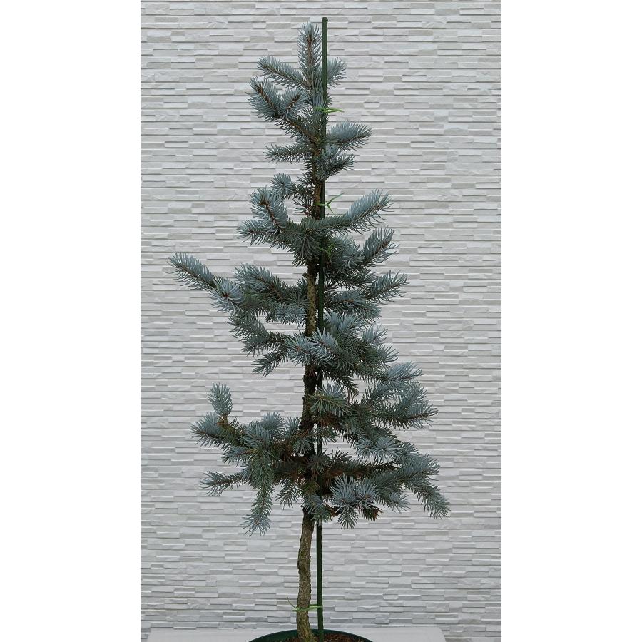 【新商品】 【植木屋 逸木-いちぼく-】お庭や玄関先のシンボルツリーに最適です！ 青いクリスマスツリー『コロラドトウヒ・ホプシー』No.21067 【EI6461689493】(22620円)