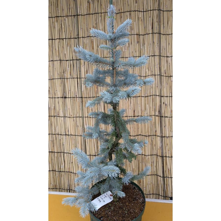 【植木屋 逸木-いちぼく-】お庭や玄関先のシンボルツリーに最適です！ 青いクリスマスツリー『コロラドトウヒ・ホプシー』No.21088