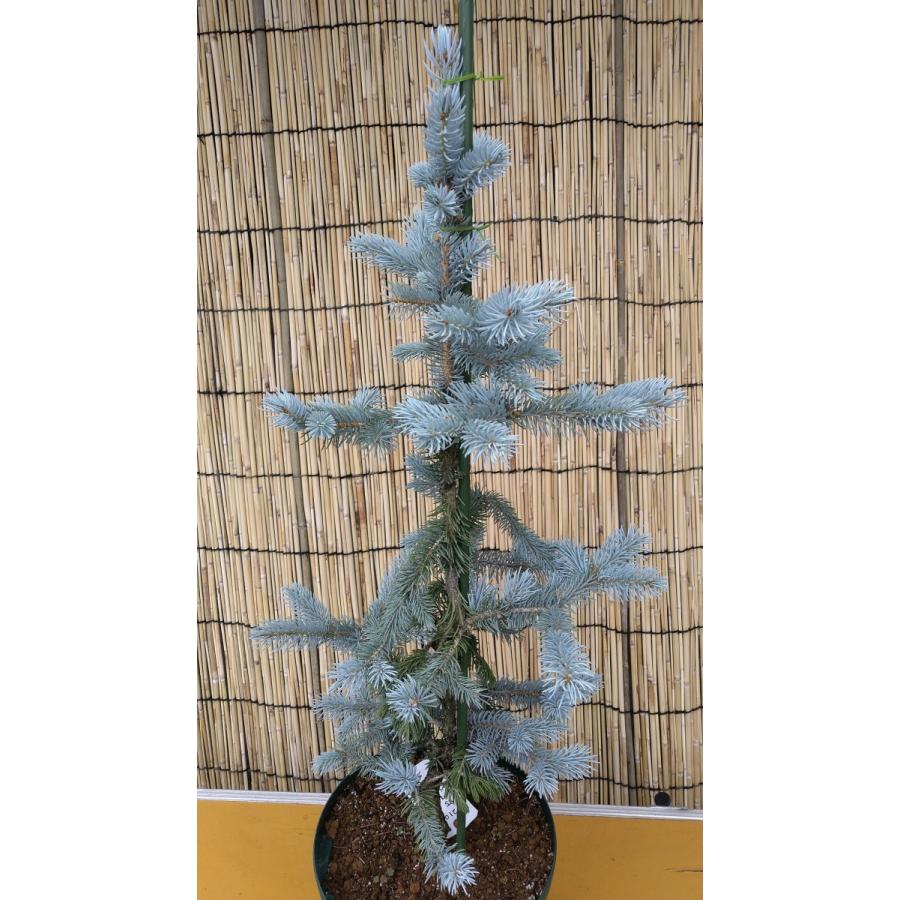 【植木屋 逸木-いちぼく-】お庭や玄関先のシンボルツリーに最適です！ 青いクリスマスツリー『コロラドトウヒ・ホプシー』No.21088 植木屋 逸木 いちぼく お庭や玄関先のシンボルツリーに最適です！ 青いクリスマスツリー『コロラドトウヒ ホプシー』No 　　　：