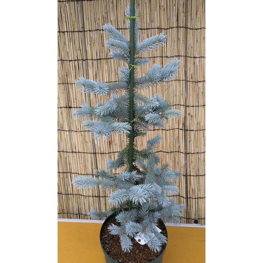 【植木屋 逸木-いちぼく-】お庭や玄関先のシンボルツリーに最適です！ 青いクリスマスツリー『コロラドトウヒ・ホプシー』No.21088 植木屋 逸木 いちぼく お庭や玄関先のシンボルツリーに最適です！ 青いクリスマスツリー『コロラドトウヒ ホプシー』No 　　　：