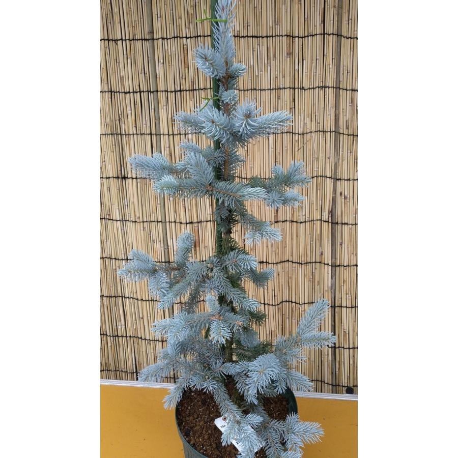 【植木屋 逸木-いちぼく-】お庭や玄関先のシンボルツリーに最適です！ 青いクリスマスツリー『コロラドトウヒ・ホプシー』No.21088 植木屋 逸木 いちぼく お庭や玄関先のシンボルツリーに最適です！ 青いクリスマスツリー『コロラドトウヒ ホプシー』No 　　　：