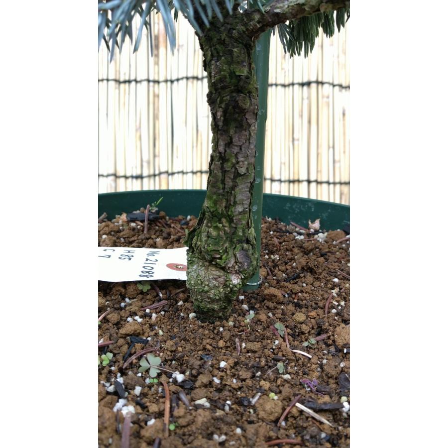 【植木屋 逸木-いちぼく-】お庭や玄関先のシンボルツリーに最適です！ 青いクリスマスツリー『コロラドトウヒ・ホプシー』No.21088 植木屋 逸木 いちぼく お庭や玄関先のシンボルツリーに最適です！ 青いクリスマスツリー『コロラドトウヒ ホプシー』No 　　　：