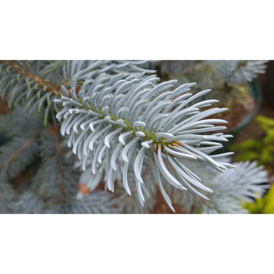 【植木屋 逸木-いちぼく-】お庭や玄関先のシンボルツリーに最適です！ 青いクリスマスツリー『コロラドトウヒ・ホプシー』No.21088 植木屋 逸木 いちぼく お庭や玄関先のシンボルツリーに最適です！ 青いクリスマスツリー『コロラドトウヒ ホプシー』No 　　　：