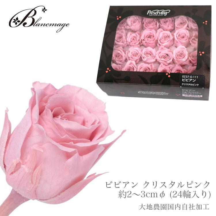 ビビアン クリスタルピンク 約2〜3cmφ (24輪入り) 大地農園 do002370 