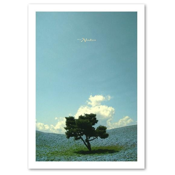 インテリアポスター A3サイズ Nemophila フォト 正規認証品 新規格 風景 ネモフィラ ポスター おしゃれ Poster Art Interior