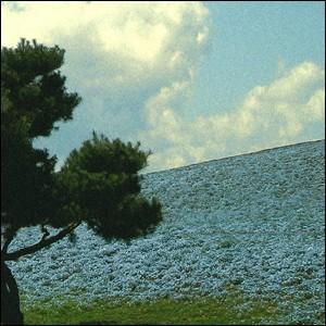 インテリアポスター A3サイズ Nemophila フォト 正規認証品 新規格 風景 ネモフィラ ポスター おしゃれ Poster Art Interior