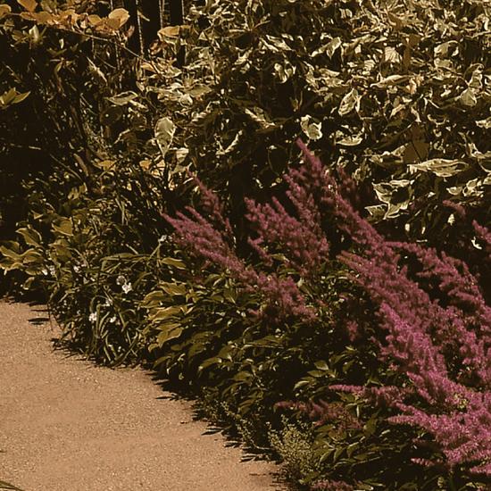 シルエットキャット 『Garden』 ポスター A2サイズ ネコ ねこ 猫