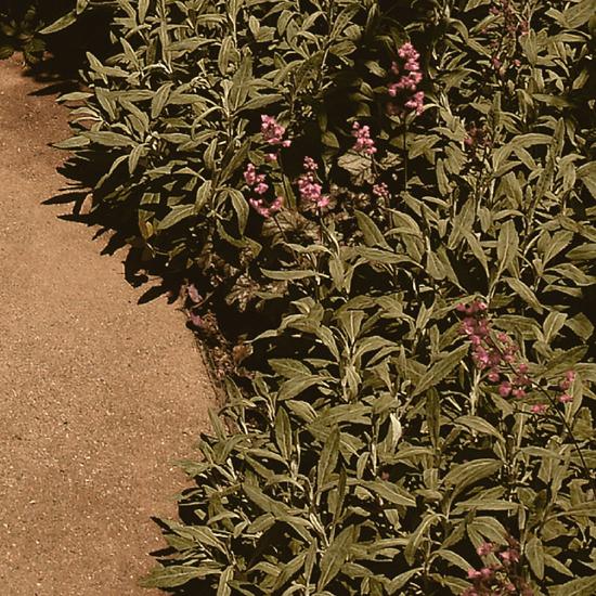 シルエットキャット 『Garden』 ポスター A2サイズ ネコ ねこ 猫