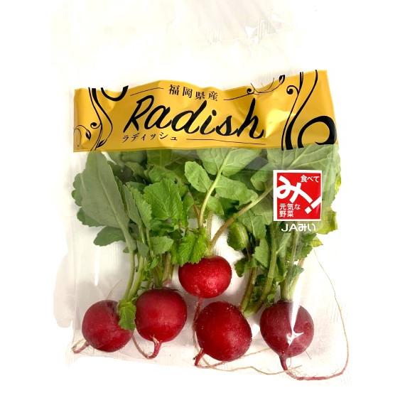 朝市場直行】福岡県ほか ラディッシュ （5個入袋）約35〜50g【冷蔵