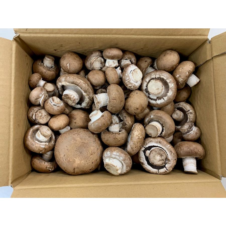 朝市場直行】茨城県ほか 業務用 ブラウンマッシュルーム 1kg【冷蔵