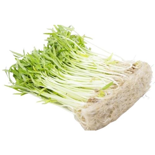 朝市場直行】岐阜県ほか 空芯菜 空心菜の芽 PC 約100g x6個セット