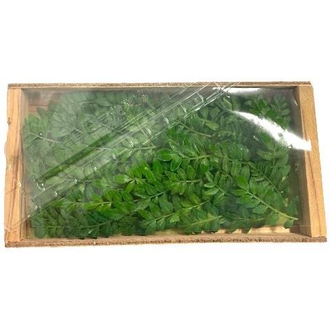 朝市場直行】愛知県ほか 木の芽 (きのめ) PC 約10g【冷蔵】 : ビー