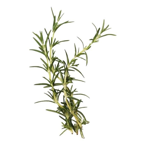 【朝市場の新鮮野菜】ローズマリー 約20g（袋）【冷蔵】 fs11698ビーライフショップ 通販 Yahoo!ショッピング