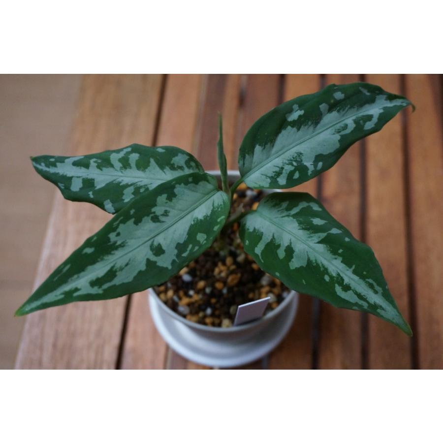 Aglaonema pictum AS + Aceh sumatera［LA1115-03i］ : bloody in day