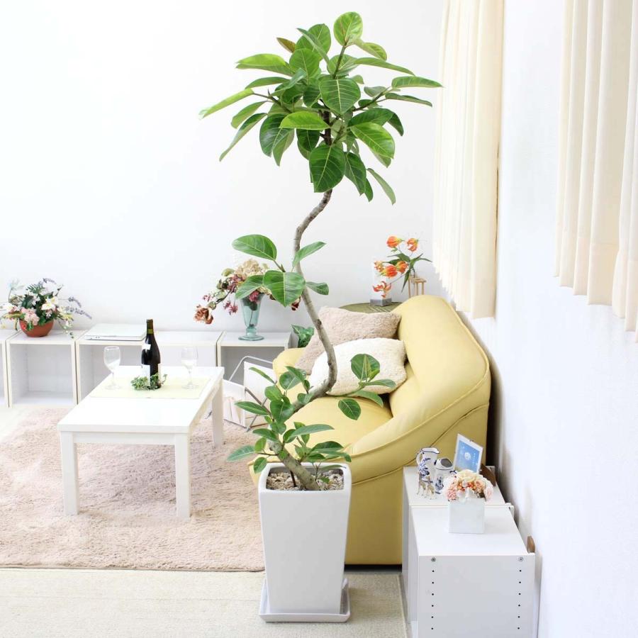 観葉植物　スパイラル仕立てのアルティシーマ 10号 スクエアホワイト陶器鉢 ストレート 送料無料