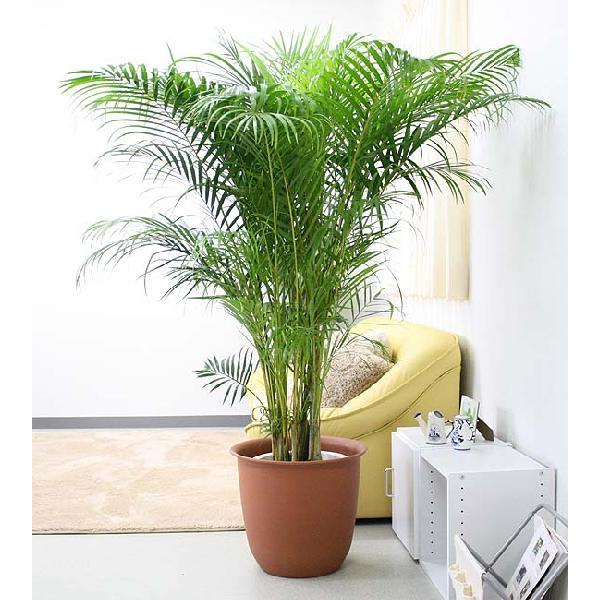 安い 観葉植物 アレカヤシ 10号 プラスチック鉢カバー 正規店仕入れの Www Maxipiso Com Ar