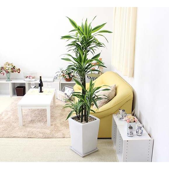 観葉植物　葉色も美しい！ドラセナ デレメンシス レモンライム 10号 ホワイト陶器鉢　送料無料