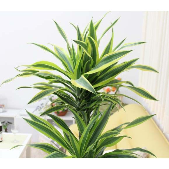 観葉植物　葉色も美しい！ドラセナ デレメンシス レモンライム 10号 ホワイト陶器鉢　送料無料 5cm 北海道 レモンライムです 約27 沖縄県 東北