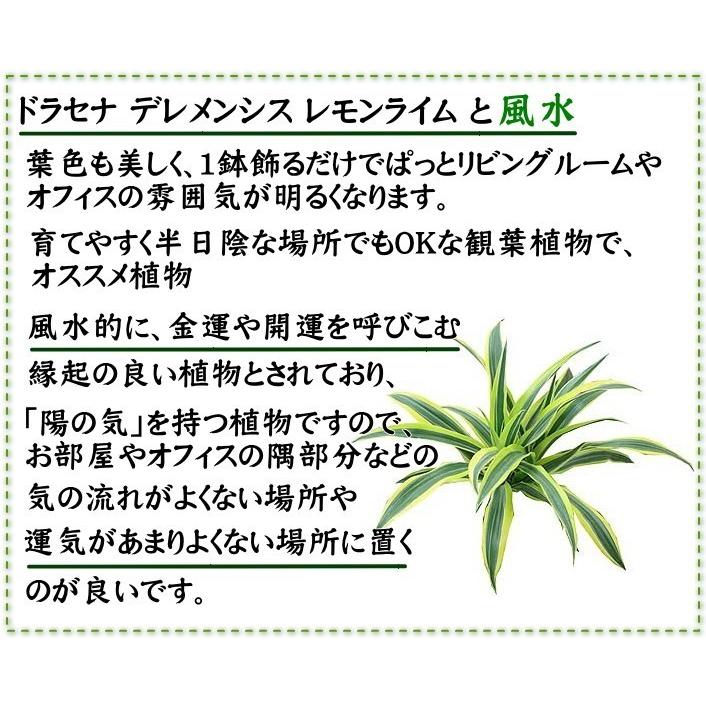観葉植物　葉色も美しい！ドラセナ デレメンシス レモンライム 10号 ホワイト陶器鉢　送料無料 5cm 北海道 レモンライムです 約27 沖縄県 東北