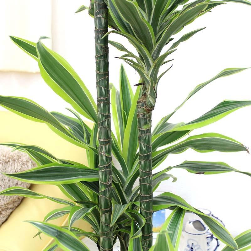 観葉植物　葉色も美しい！ドラセナ デレメンシス レモンライム 10号 ホワイト陶器鉢　送料無料 5cm 北海道 レモンライムです 約27 沖縄県 東北