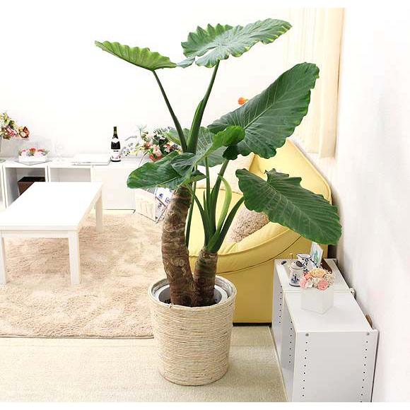観葉植物 大型クワズイモ3株 10号 大幅値下げ