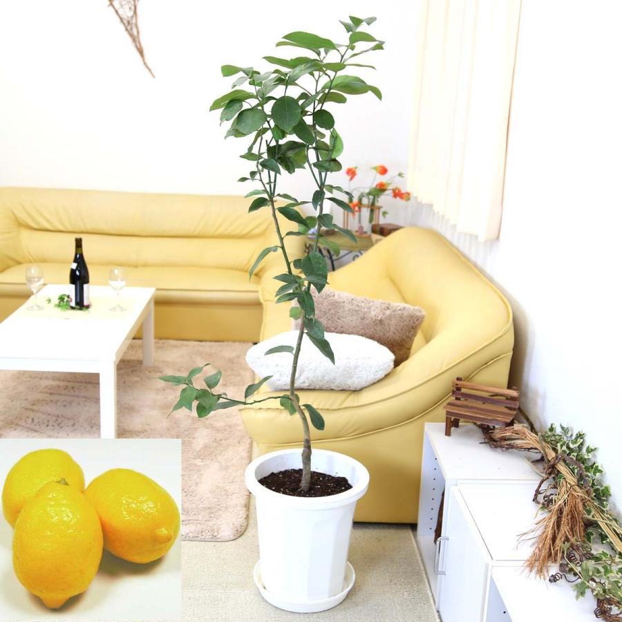 観葉植物 レモンの木 品種 リスボン 10号 鉢皿付き