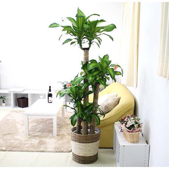 観葉植物 幸福の木 10号 朴 ストライプバスケット鉢カバー G0 Massanb ブルーミングスケープ 通販 Yahoo ショッピング