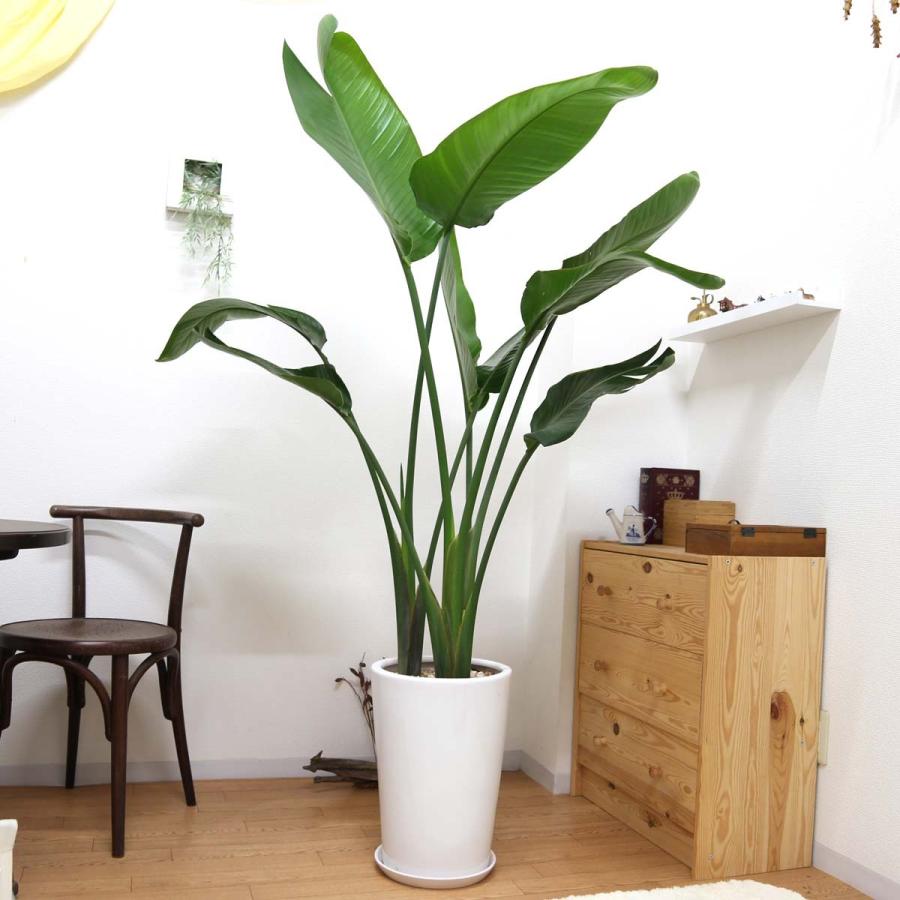 観葉植物 南国のやさしさ伝わるストレリチア（ストレチア