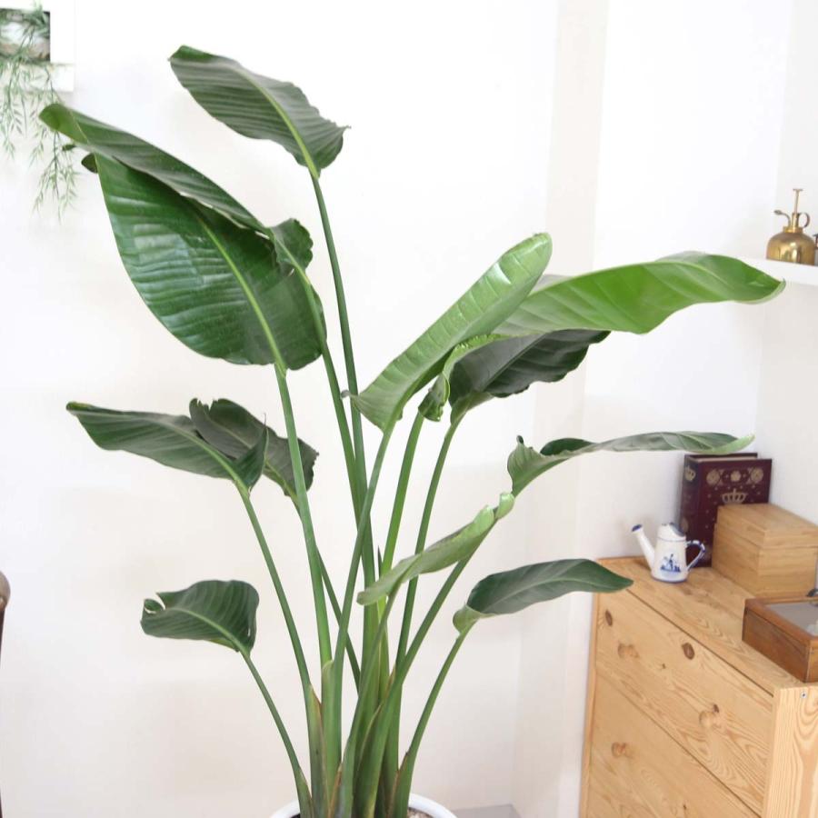 観葉植物 南国のやさしさ伝わるストレリチア（ストレチア