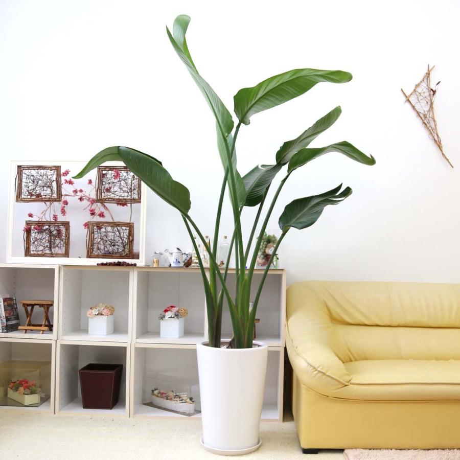 観葉植物 南国のやさしさ伝わるストレリチア（ストレチア