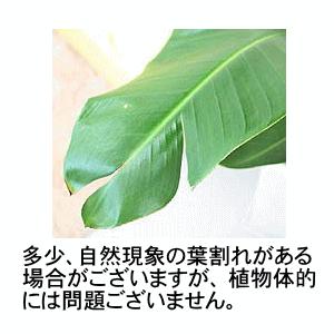 観葉植物 南国のやさしさ伝わるストレリチア（ストレチア