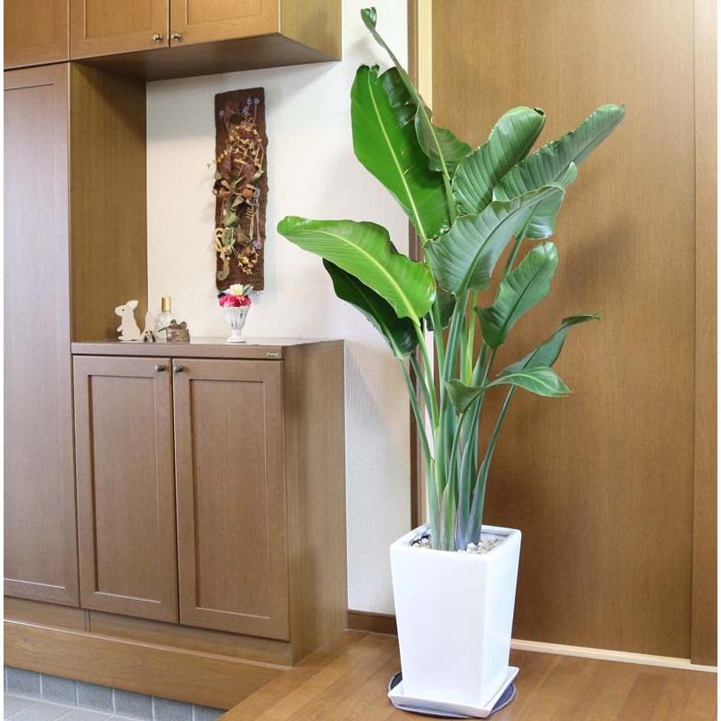 新品新品観葉植物 南国のやさしさ伝わるストレリチア（ストレチア