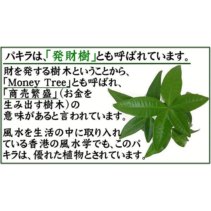 観葉植物 パキラ 10号 ホワイト陶器鉢 丸形 土の表面：化粧石_8