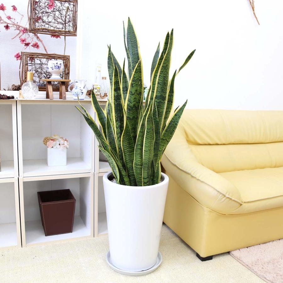 全商品オープニング価格特別価格 観葉植物 空気を浄化するといわれている大きめサンスベリア 10号 ホワイト陶器鉢 丸形 送料無料 G0 Sansu ブルーミングスケープ 通販 Yahoo ショッピング 訳ありセール格安 Www Maxipiso Com Ar