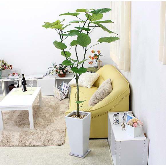 観葉植物　ハート形の葉と樹形が人気のウンベラータ 10号 スクエアホワイトロング陶器鉢