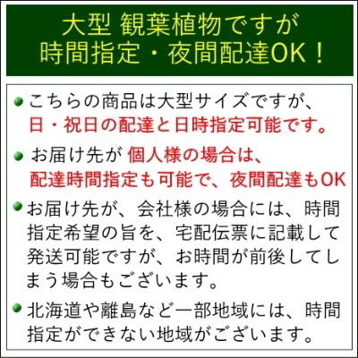 観葉植物　ハート形の葉と樹形が人気のウンベラータ 10号 スクエアホワイトロング陶器鉢 高さ 約22 5cm 北海道