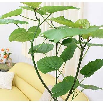 観葉植物　ハート形の葉と樹形が人気のウンベラータ 10号 スクエアホワイトロング陶器鉢｜bloom-s｜04