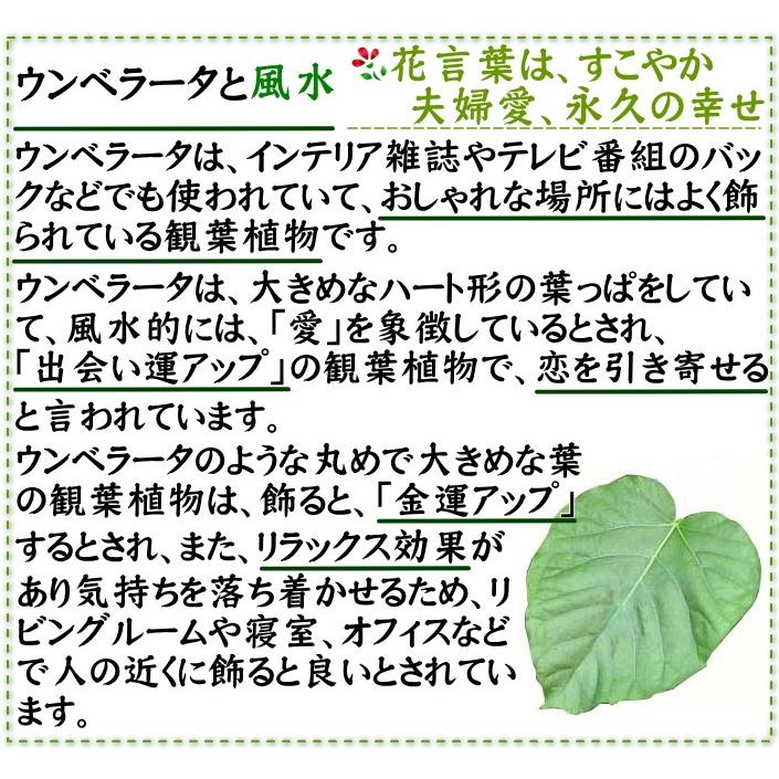 観葉植物　ハート形の葉と樹形が人気のウンベラータ 10号 スクエアホワイトロング陶器鉢 高さ 約22 5cm 北海道