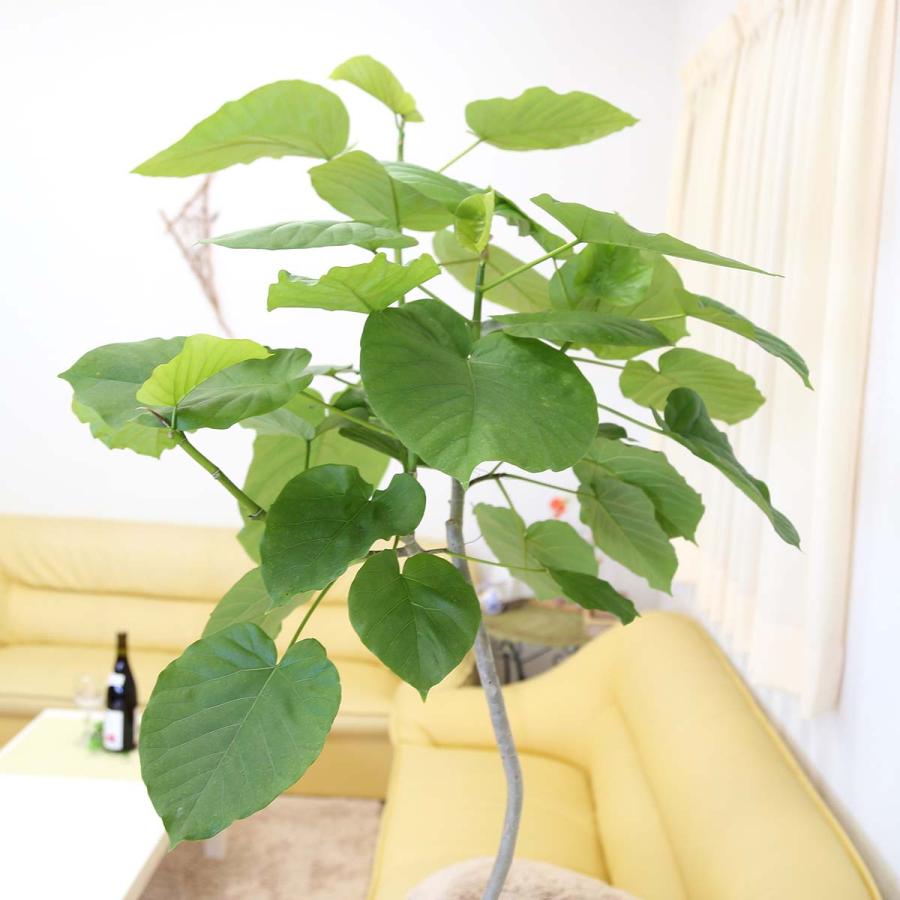 フィカス　ウンベラータ　曲がり仕立て　陶器鉢　植え込み発送 最高級樹形 フィカス ウンベラータ 螺旋仕立て 陶器鉢 植え込み