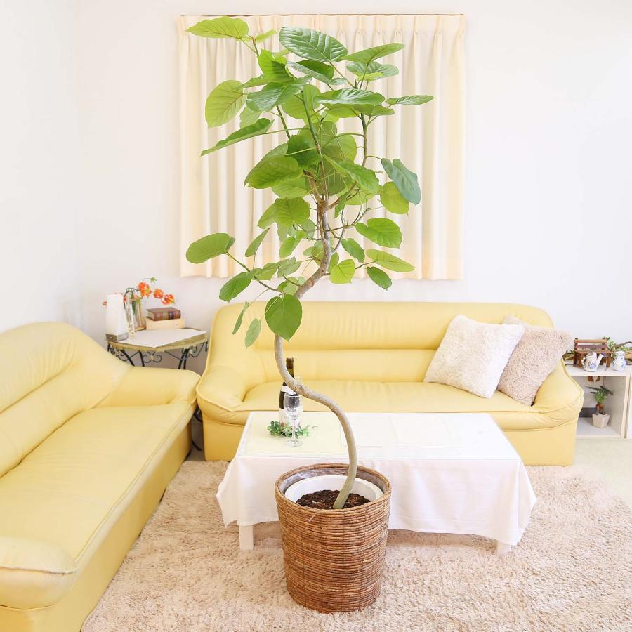 観葉植物　フィカス　ウンベラータ　曲がり 10号鉢 観葉植物 フィカス ウンベラータ 10号 曲がり 竹バスケット 付き