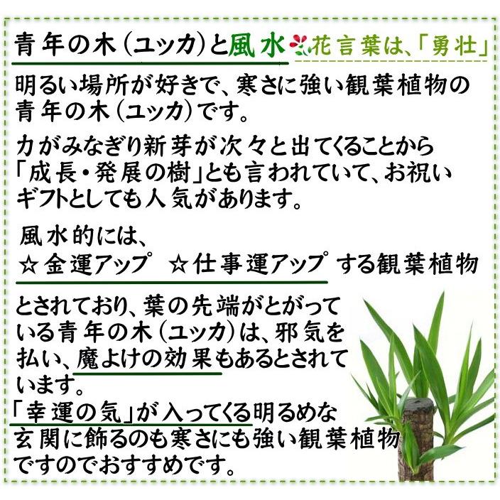 観葉植物　青年の木（ユッカ） 10号鉢+ストライプバスケット鉢カバー｜bloom-s｜03