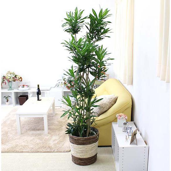 最先端 観葉植物 ソング オブ ジャマイカ 10号 ストライプバスケット鉢カバー 安心の定価販売 Www Maxipiso Com Ar