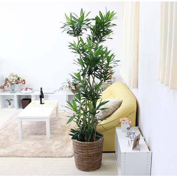 観葉植物　ソング オブ ジャマイカ 10号+ブラウンバスケット鉢カバー