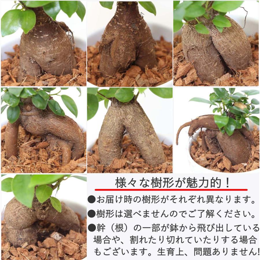 幸せを見守る樹 ガジュマル 4号 ホワイト陶器鉢 丸ロング 1鉢 土の