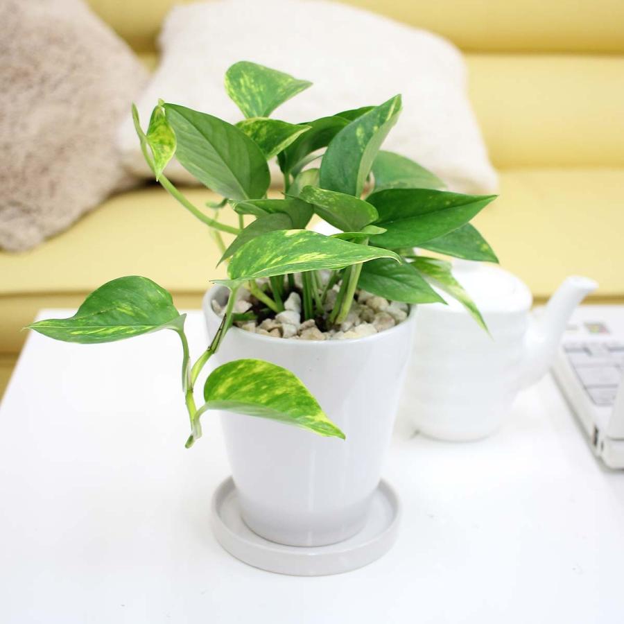 観葉植物 送料無料 空気も浄化するといわれているポトス ホワイト陶器鉢 丸ロング 陶器製のお皿付き G4 Pothosw1 ブルーミングスケープ 通販 Yahoo ショッピング