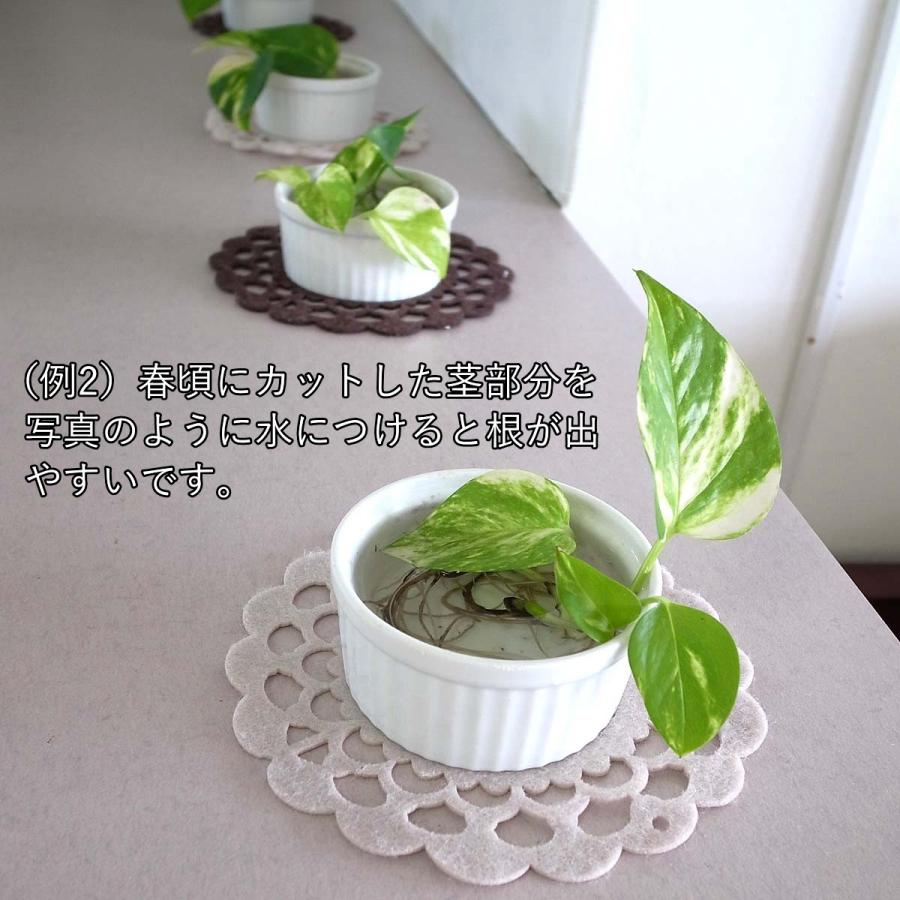観葉植物 送料無料 空気も浄化するといわれているポトス ホワイト陶器鉢 丸ロング 陶器製のお皿付き G4 Pothosw1 ブルーミングスケープ 通販 Yahoo ショッピング