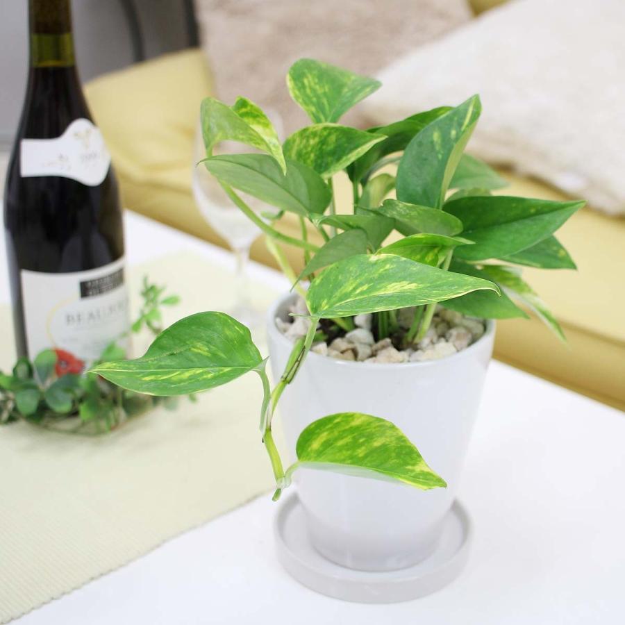 観葉植物 送料無料 空気も浄化するといわれているポトス ホワイト陶器鉢 丸ロング 陶器製のお皿付き G4 Pothosw1 ブルーミングスケープ 通販 Yahoo ショッピング